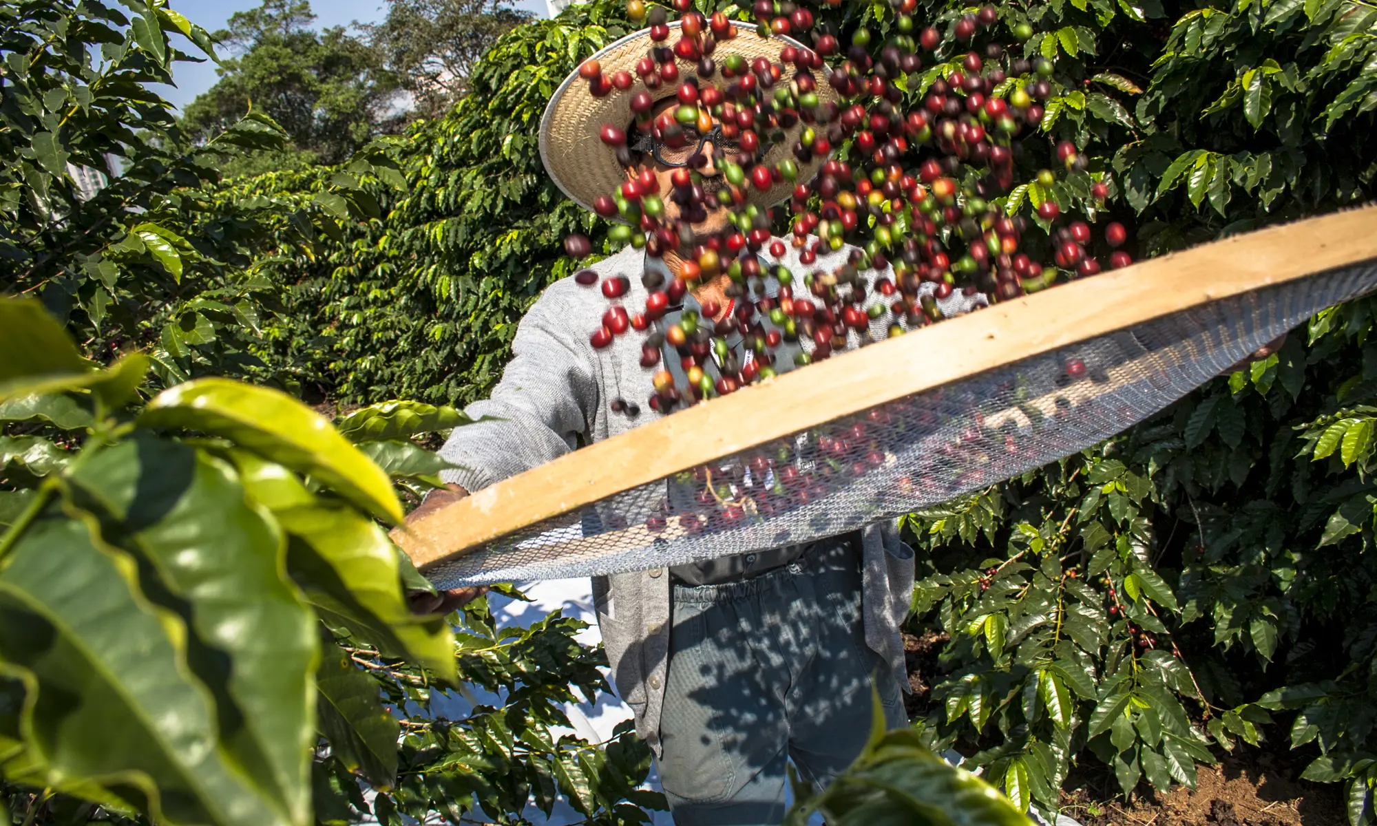 Understanding investment and sourcing through smallholder supply chains
