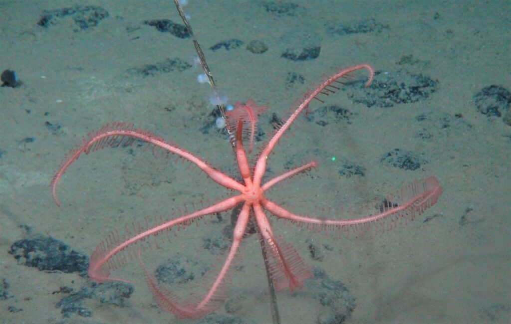 A bright pink starfish on the floor of the deep ocean among small, potato-shaped mineral nodules.