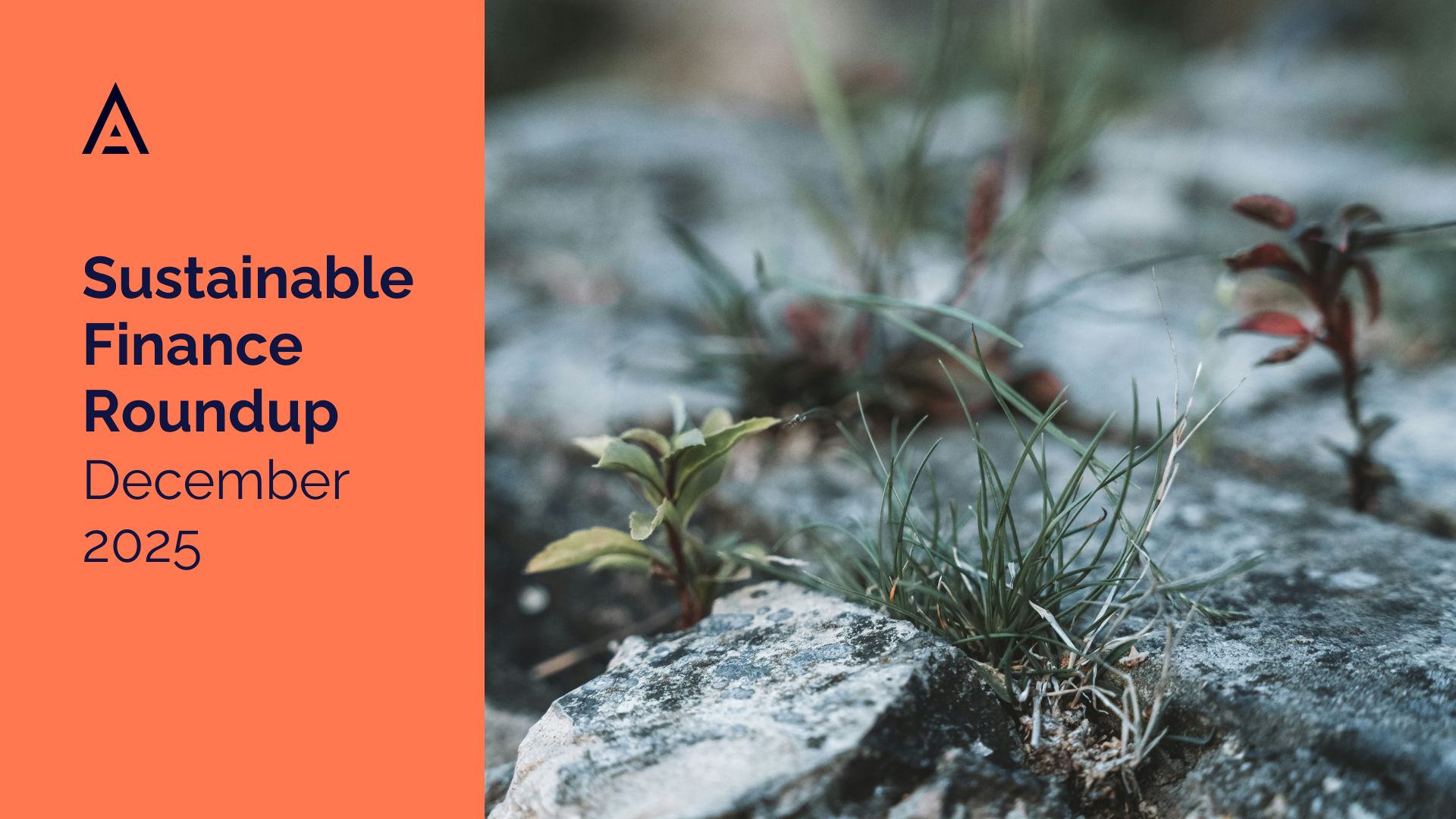 Sustainable Finance Roundup December 2025: Nature, Regulation, and the Hardening of Risk