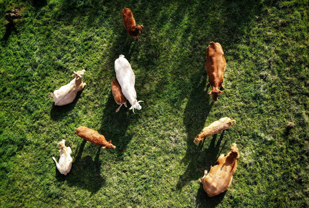 The Other Half of the Transition: Why Livestock Deserves as Much Attention as Energy